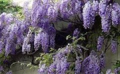 多花紫藤的养殖方法