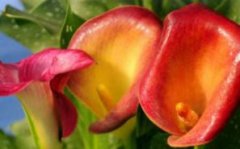 彩色马蹄莲的养殖方法和注意事项