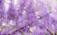 紫藤种子怎么种