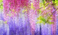 紫藤的花期