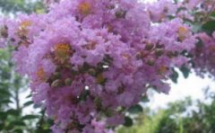 紫薇花盆景怎么造型