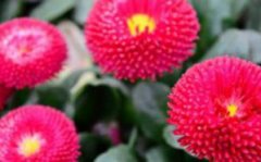 盆栽翠菊的四季养护方法