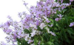 紫薇花的养护注意事项