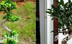 小叶榕和虎皮榕的区别，是同一种植物吗