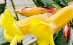 黄蝉叶子发黄的原因和处理方法