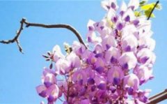 紫藤黄叶的原因和处理办法