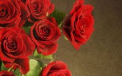 玫瑰花语，玫瑰花数量代表的含义