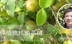 如何种植软枝油茶树