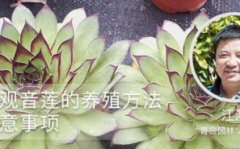 盆栽观音莲的养殖方法和注意事项