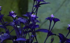 紫竹梅花开多久枯萎，花后怎么修剪和养护