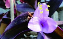 紫竹梅扦插方法图解，扦插几天成活？