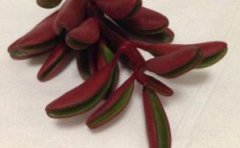 红背椒草多肉怎么繁殖，详解扦插和叶插两种繁殖方法
