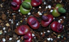 红帝玉的养殖方法：季节的变化需要不同的护养方法
