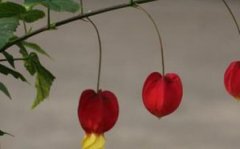 藤本灯笼花的种植方法