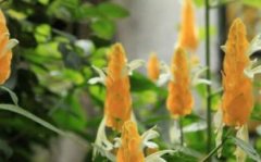 金苞花的养殖方法