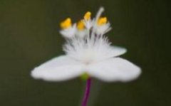 白花紫露草的养殖方法