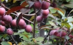 紫叶李的果子什么时候成熟