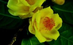 金茶花种子种植方法
