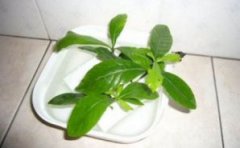 栀子花水培扦插繁殖技术，建议在植株的生长季节进行