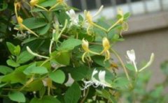 阳台盆栽金银花的种植方法